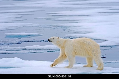 Polar bear (Ursus maritimus), foraging, biotope, habitat-stock-foto
