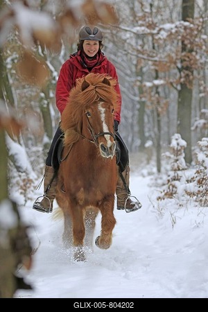Horsewoman riding an Icelandic horse in the snow, Hagen, North Rhine-Westphalia, Germany-stock-foto