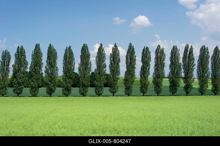 Avenue lined with Lombardy poplars (Populus nigra 'Italica') behind a rapeseed field with pods (Brassica napus), near Straubing, Lower Bavaria, Bavaria, Germany, Europe, PublicGround-stock-foto