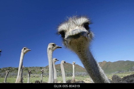 South african ostriches (Struthio camelus australis), Karoo, South Africa-stock-foto