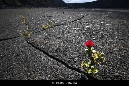 Flowering ??hi?a lehua (Metrosideros polymorpha) growing in the solidified lava on the bottom of the crater of the Kilauea Iki volcano, Volcanoes National Park, Hawaii, USA-stock-foto