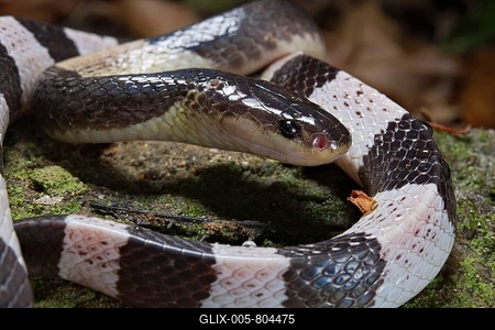 Malayan krait (Bungarus candidus), Thailand-stock-foto