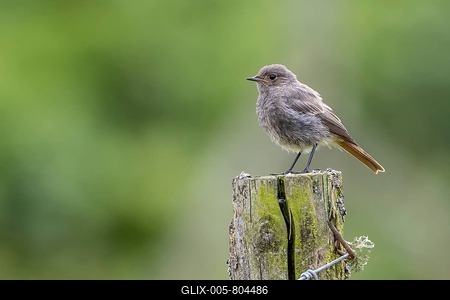 Black redstart (Phoenicurus ochruros), Redstart, young bird sitting on a pole, Volcanic Eifel, Rhineland-Palatinate, Germany-stock-foto