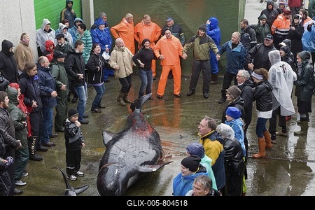 Traditional dance around a slain Long-finned Pilot Whale (Globicephala melas), Seaman's Day, Klaksvik, Borðoy, Faroe Islands, North Atlantic-stock-foto