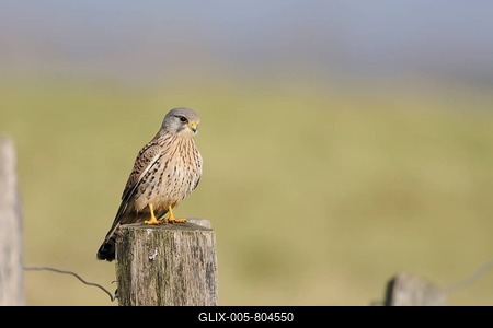 Common Kestrel (Falco tinnunculus) male perched on a pale, North Rhine-Westphalia, Germany-stock-foto
