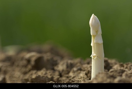 Asparagus in an asparagus field-stock-foto