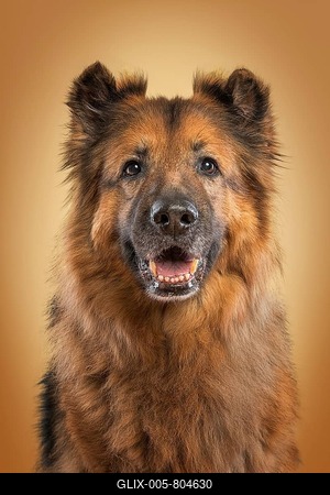 Animal portrait German Shepherd Dog-stock-foto