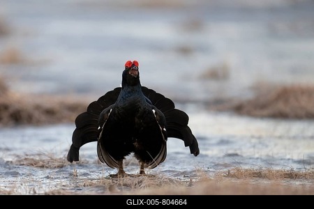 Black Grouse, Black Grouse, Courtship, Hamra National Park, Dalarna, Sweden-stock-foto