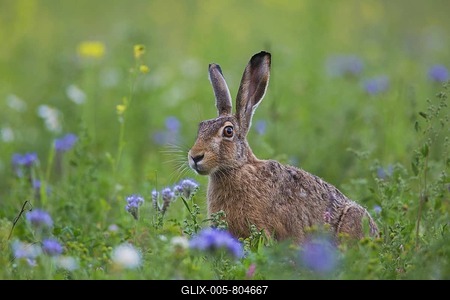 European brown hare (Lepus europaeus) sitting in meadow, grassland among wildflowers in summer-stock-foto