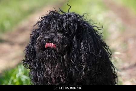Puli, Hungarian breed of dog, herding dog for sheep (Canis lupus familiaris), portrait, Hungary-stock-foto