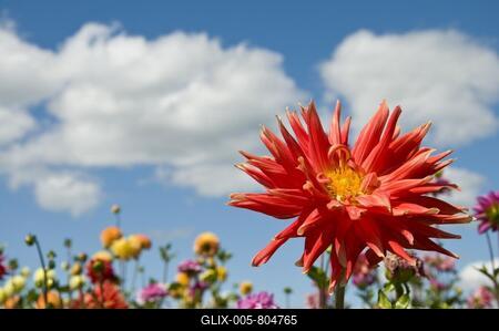 Flowering dahlias (Dahlia)-stock-foto
