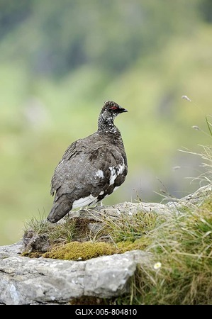 Ptarmigan or Rock Ptarmigan (Lagopus muta), male, summer plumage, perched on rock, Niederhorn, Bernese Oberland, Switzerland, Europe-stock-foto