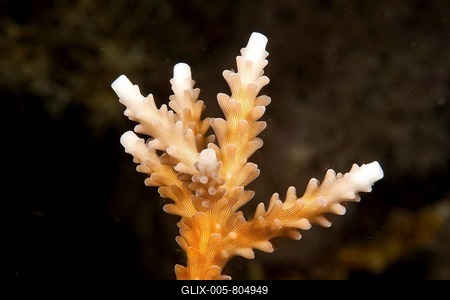 Stony Coral (Acropora), initial coral bleaching, detail, Great Barrier Reef, Queensland, Australia-stock-foto