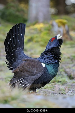 Wood Grouse, Heather Cock or Capercaillie (Tetrao urogallus), displaying a courtship ritual, Vaestergoetland, Sweden, Scandinavia, Europe-stock-foto