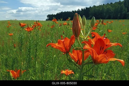Flowering Orange Lilies or Fire Lilies (Lilium bulbiferum) along the field lily path of Govelin, Goehrde, Wendland, district of Luechow-Dannenberg, Lower Saxony, Germany, Europe-stock-foto