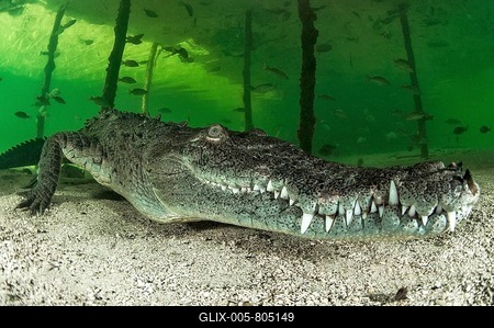 American crocodile (Crocodylus acutus), Queen National Marine Park, Cuba-stock-foto