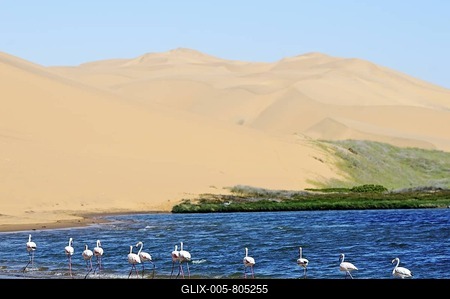 Flamingos (Phoenicopteriformes, Phoenicopteridae) in the wetlands of Sandwich Harbour, Namib Naukluft National Park, part of the Namibian Skeleton Coast National Park, Skeleton Coast, Namib Desert, Namibia, Africa-stock-foto