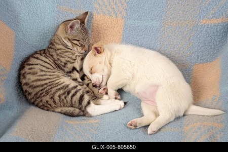 Kitten and young peacefully sleeping beside each other-stock-foto