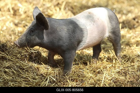 Swabian-haellish Pig (Sus spec.), piglet, free range husbandry, Germany, Europe-stock-foto