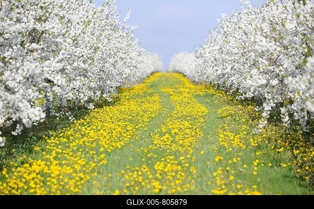 White blossoming fruit tree plantation with yellow Dandelions (Taraxacum sect. Ruderalia), Thuringia, Germany, Europe-stock-foto