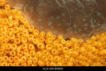 Colony of Sea Squirts (Ascidiacea) on a Giant Clam (Tridacna sp.), UNESCO World Heritage Site, Great Barrier Reef, Australia, Pacific Ocean-stock-foto