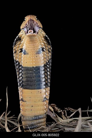 Forest cobra (Naja melanoleuca) Captive. Cameroon-stock-foto