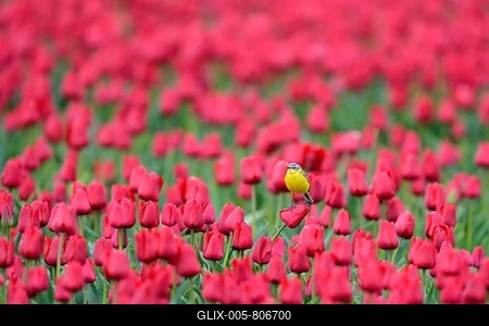 Yellow wagtail (Motacilla flava) in flower field of red tulips, Texel, North Holland, Netherlands-stock-foto
