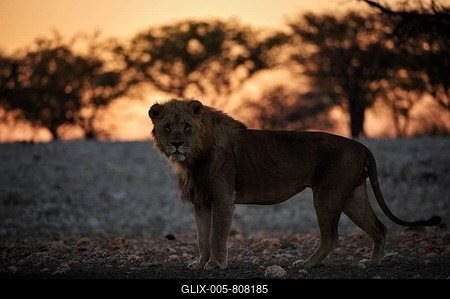 Male Lion (Panthera leo) stands still and stares into the camera at sunrise, Etosha National Park, Namibia-stock-foto