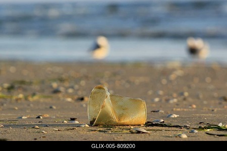 Plastic waste on the beach of the Baltic Sea, September, Germany-stock-foto