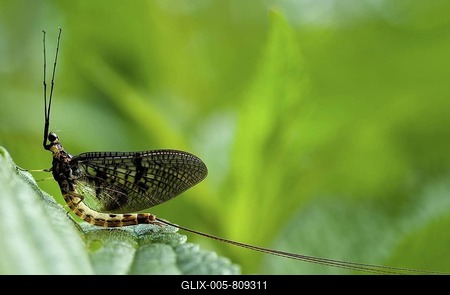 Mayfly or Dayfly (Ephemeroptera) on a leaf, Mindelheim, Bavaria, Germany, Europe-stock-foto