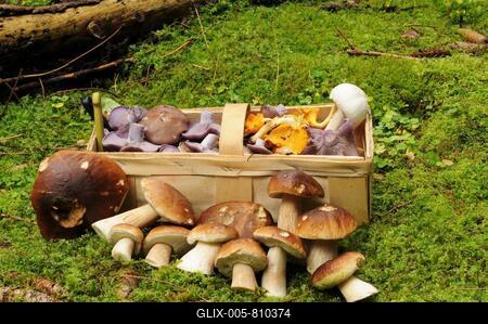 Boletaceae (Boletus) (Cantharellus cibarius) (Agaricus campestris) and Lepista nuda in a basket, Harz, Saxony-Anhalt, Germany-stock-foto