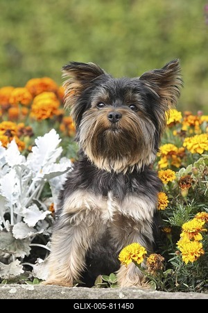 Yorkshire Terrier sitting between flowers on a wall-stock-foto