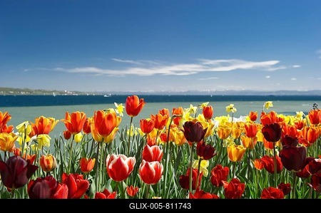 Field of tulips, Mainau Island, Baden-Wuerttemberg, Germany, Europe-stock-foto