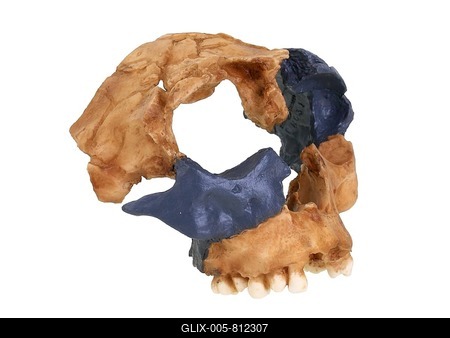 Replica skull of Homo antecessor, evolution of human species-stock-foto