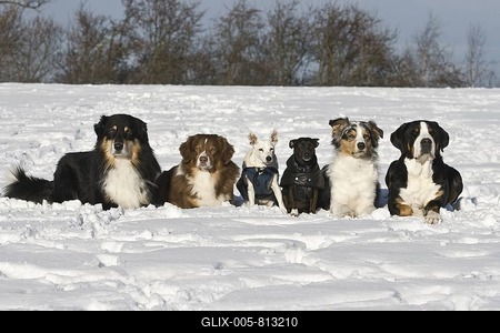 Three Australian Shepherds, Greater Swiss Mountain Dog, Jack Russell Terrier hybrid and Jack Russell, lying next to each other in snow-stock-foto
