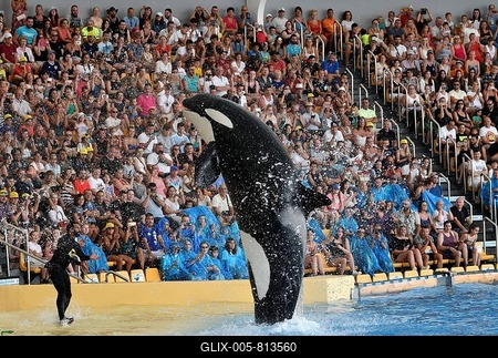 Killer whale (Orcinus orca) in jump, captive, Orca Show, Loro Parque, Puerto de la Cruz, Tenerife, Canary Islands, Spain-stock-foto