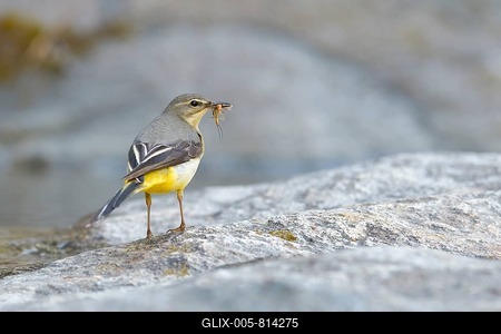Grey wagtail (Motacilla cinerea), adult female with insect in beak, Tyrol, Austria-stock-foto