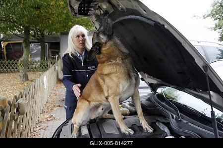 Police sniffer dog getting trained, searching for drugs in a vehicle, Germany, Europe-stock-foto