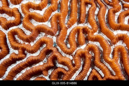 Brain Coral (Leptoria sp.), Philippines-stock-foto