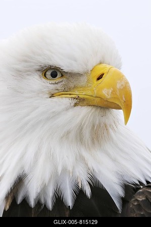 Bald Eagle (Haliaeetus leucocephalus) portrait, Kenai Peninsula, Alaska, USA-stock-foto