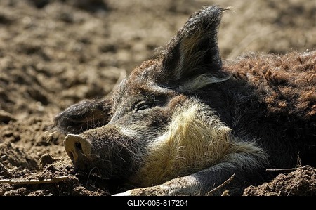 Mangalitsa, Curly-Hair Hog, endangered Hungarian farm animal-stock-foto