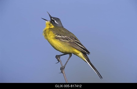 Blue-headed Wagtail (Motacilla flava), singing-stock-foto