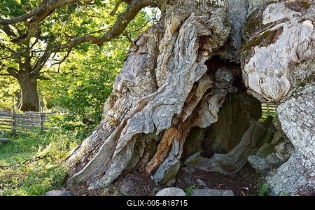 Trunk of the Rumskulla or Kvill Oak, the oldest oak tree in Sweden, over 1000 years, Rumskulla, Smaland, Sweden-stock-foto