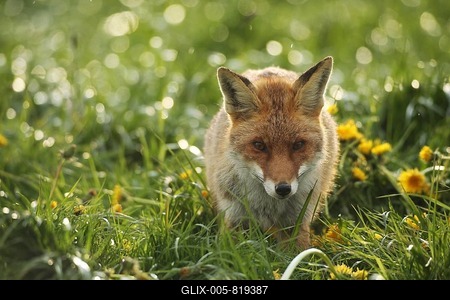 Red Fox (Vulpes vulpes) in dandelion meadow (Taraxacum officinale) Allgäu, Bavaria, Germany-stock-foto
