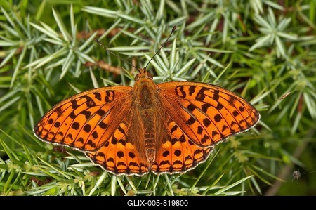 High brown fritillary (Fabriciana adippe) sunbathing on a juniper bush in Degenfeld, Baden-Württemberg, Germany-stock-foto