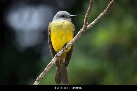 Yellow wagtail (Motacilla flava) sits on branch, province Alajuela, Costa Rica-stock-foto