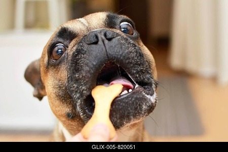 Funny brown French Bulldog dog with wide open eyes with greedy look and mouth getting a bone shaped cookie-stock-foto
