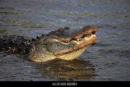 American Alligator (Alligator mississippiensis), adult, in water, Florida, USA, America-stock-foto