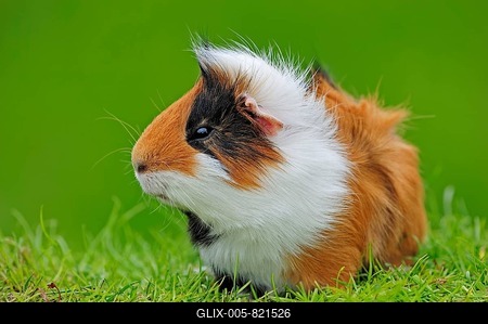 Guinea Pig (Cavia porcellus)-stock-foto