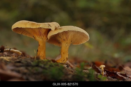 Two False Chanterelles (Hygrophoropsis aurantiaca) and young chanterelle in Eppstein, Taunus, Hesse, Germany-stock-foto